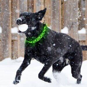 Premium Quality Glow in the Dark LED Dog Leash and Collar Set Embroidered Rope With Strong Hook